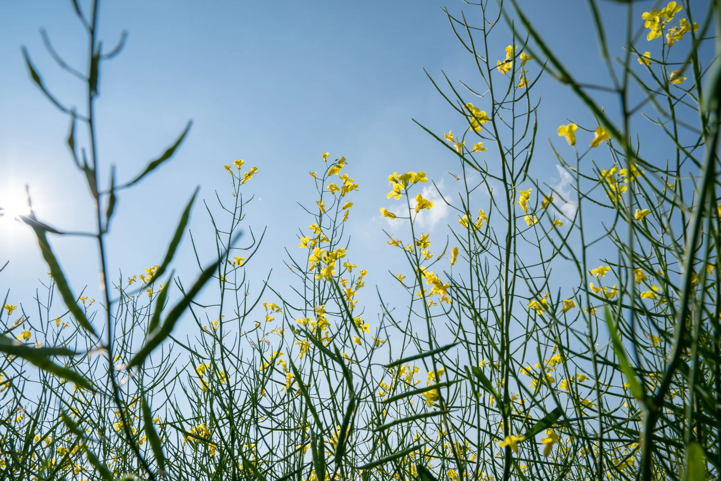 Grains Connect — Studio D Saskatoon